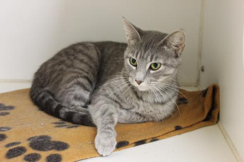 Domestic Short Hair-Gray: An adoptable cat in Columbia, MO