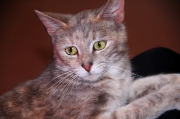Domestic Short Hair: An adoptable cat in Columbia, SC