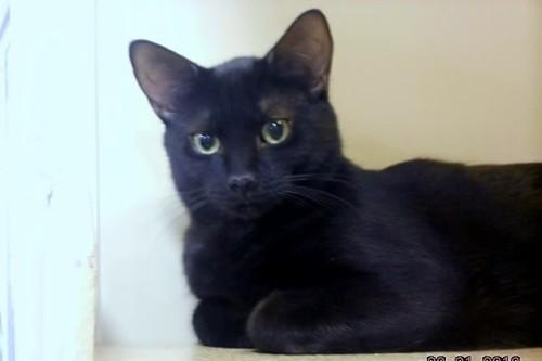 Domestic Short Hair-Black: An adoptable cat in Detroit, MI