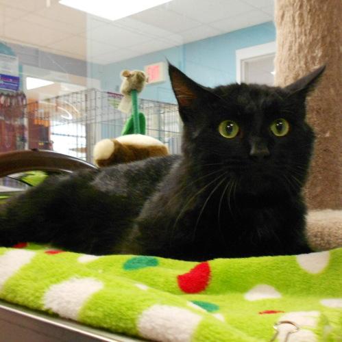 Domestic Short Hair-Black: An adoptable cat in Eau Claire, WI