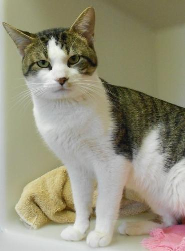 Domestic Short Hair: An adoptable cat in Erie, PA