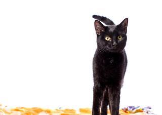 Domestic Short Hair: An adoptable cat in Fargo, ND