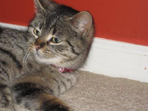 Domestic Short Hair: An adoptable cat in Flint, MI