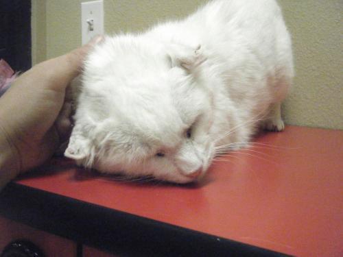 Domestic Short Hair-White: An adoptable cat in Fort Collins, CO