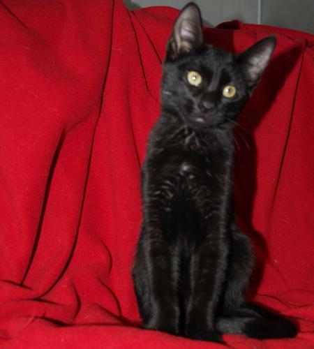 Domestic Short Hair-Black: An adoptable cat in Fort Collins, CO