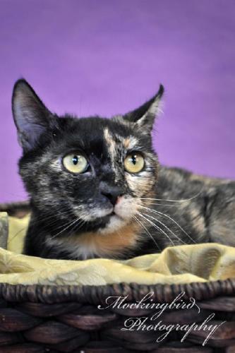 Domestic Short Hair: An adoptable cat in Fort Dodge, IA