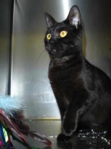 Domestic Short Hair-Black: An adoptable cat in Greenville, NC
