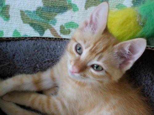 Domestic Short Hair: An adoptable cat in Honolulu, HI