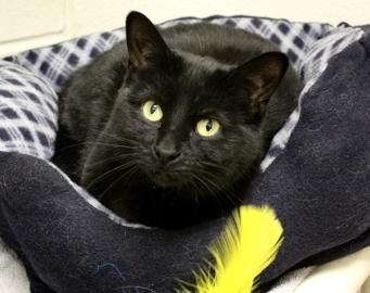 Domestic Short Hair: An adoptable cat in Indianapolis, IN