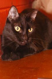Domestic Short Hair: An adoptable cat in Lafayette, IN