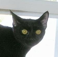 Domestic Short Hair-Black: An adoptable cat in Laurel, MD