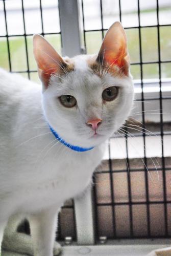 Domestic Short Hair: An adoptable cat in Montgomery, AL