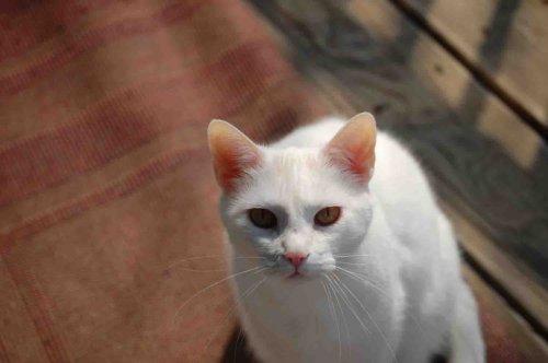 Domestic Short Hair-White: An adoptable cat in Pasadena, MD