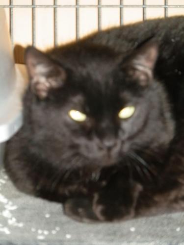 Domestic Short Hair-Black: An adoptable cat in Rockford, IL