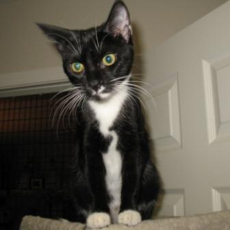 Domestic Short Hair: An adoptable cat in Tucson, AZ