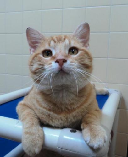 Domestic Short Hair-Orange: An adoptable cat in Waterloo, IA