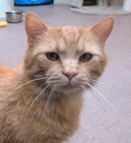 Domestic Short Hair-Orange: An adoptable cat in Waterloo, IA