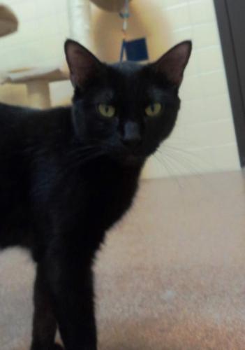 Domestic Short Hair-Black: An adoptable cat in Waterloo, IA