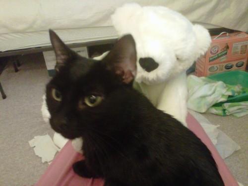 Domestic Short Hair-Black: An adoptable cat in Winston Salem, NC