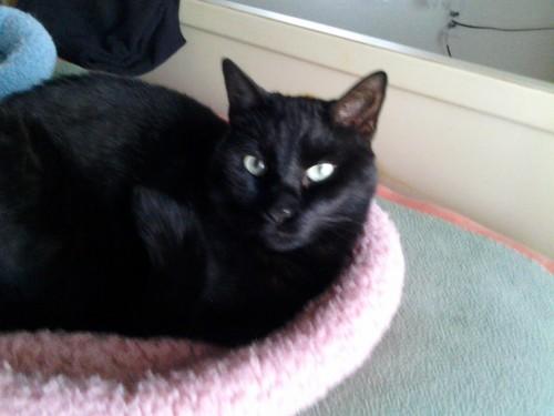 Domestic Short Hair-Black Mix: An adoptable cat in Annapolis, MD