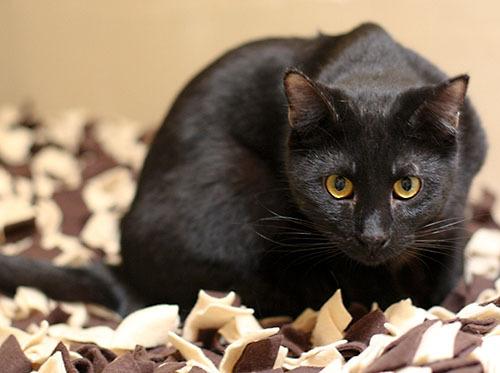Domestic Short Hair-Black Mix: An adoptable cat in Dallas, TX