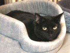 Domestic Short Hair-Black Mix: An adoptable cat in Laurel, MD