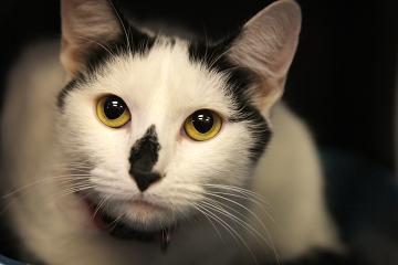 Domestic Short Hair-Black And White: An adoptable cat in Bowling Green, KY