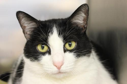 Domestic Short Hair-Black And White: An adoptable cat in Columbia, MO