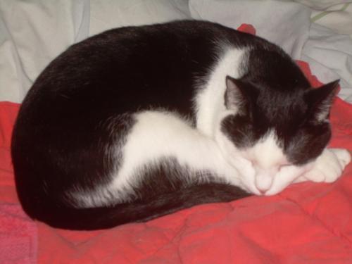 Domestic Short Hair-Black And White: An adoptable cat in Dallas, TX