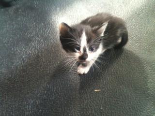 Domestic Short Hair-Black And White: An adoptable cat in Decatur, AL