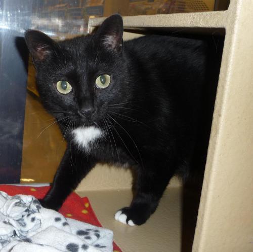 Domestic Short Hair-Black And White: An adoptable cat in Logan, UT