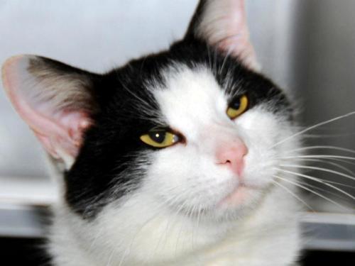 Domestic Short Hair-Black And White: An adoptable cat in Louisville, KY