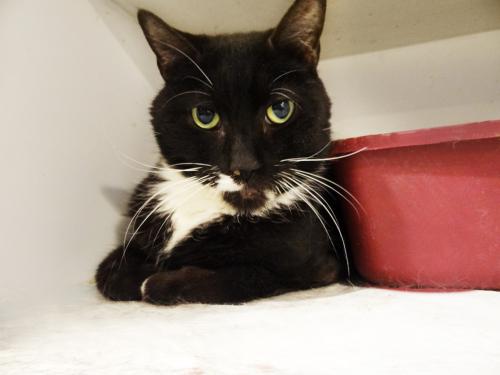 Domestic Short Hair-Black And White: An adoptable cat in Manhattan, NY