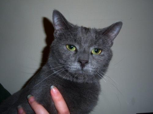 Domestic Short Hair-Gray Mix: An adoptable cat in Annapolis, MD