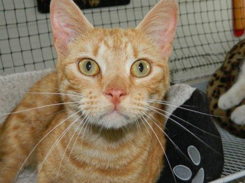 Domestic Short Hair-Orange Mix: An adoptable cat in Columbia, NC