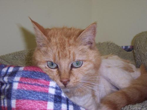 Domestic Short Hair-Orange Mix: An adoptable cat in Greenville, SC