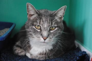 Domestic Short Hair Mix: An adoptable cat in Bellevue, WA