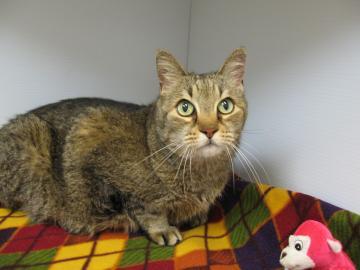 Domestic Short Hair Mix: An adoptable cat in Boulder, CO
