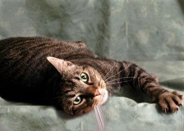 Domestic Short Hair Mix: An adoptable cat in Boulder, CO