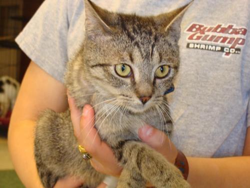 Domestic Short Hair Mix: An adoptable cat in Columbia, TN
