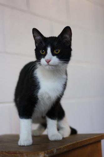 Domestic Short Hair Mix: An adoptable cat in Decatur, GA