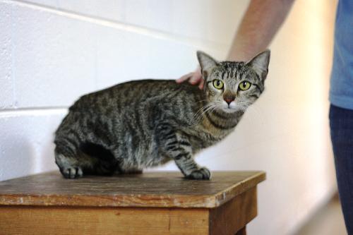 Domestic Short Hair Mix: An adoptable cat in Decatur, GA