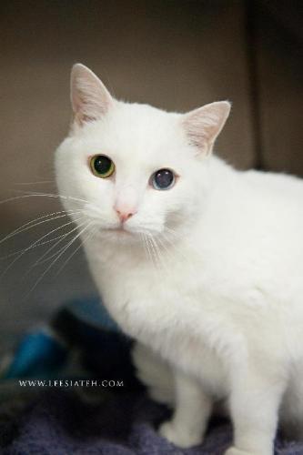 Domestic Short Hair Mix: An adoptable cat in Decatur, GA