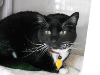 Domestic Short Hair Mix: An adoptable cat in Fort Collins, CO