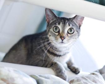 Domestic Short Hair Mix: An adoptable cat in Indianapolis, IN