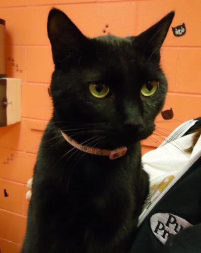 Domestic Short Hair Mix: An adoptable cat in Lafayette, IN