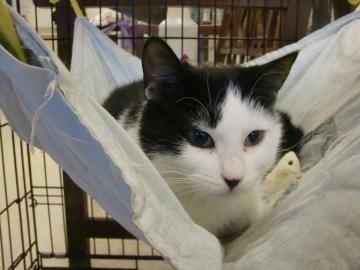 Domestic Short Hair Mix: An adoptable cat in Lafayette, IN