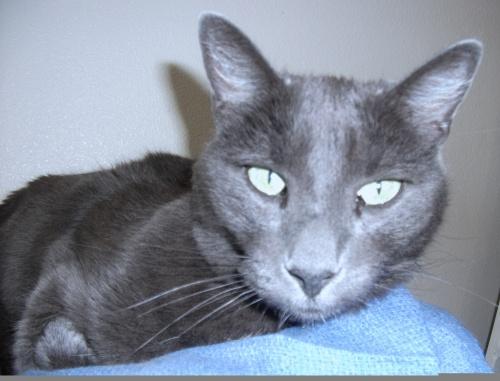 Domestic Short Hair Mix: An adoptable cat in Reno, NV