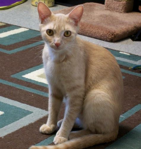 Domestic Short Hair - Buff/Tabby - Buff Mix: An adoptable cat in Chattanooga, TN
