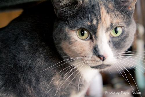 Domestic Short Hair/Dilute Tortoiseshell Mix: An adoptable cat in Annapolis, MD